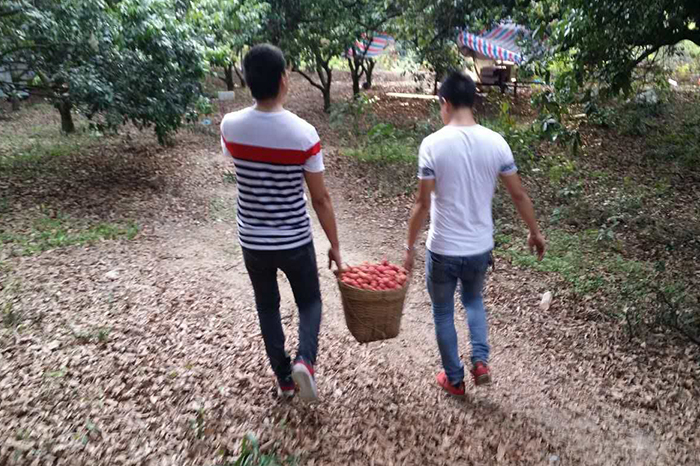 圣元变压器带荔枝满载而归